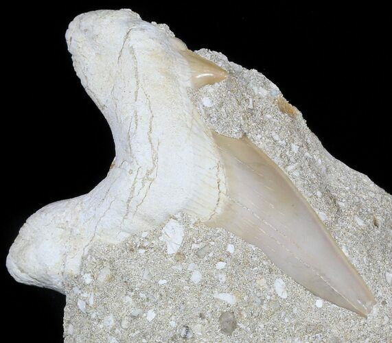 Otodus Shark Tooth Fossil Partially Exposed In Rock #56435